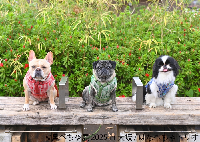 鼻ぺちゃ展 展示作品:はなぺちゃトリオ