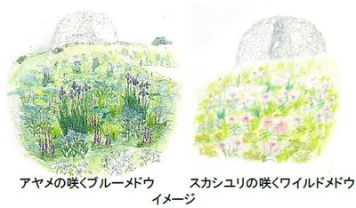 (左)アヤメの咲くブルーメドウ、(右)スカシユリの咲くワイルドメドウ イメージ