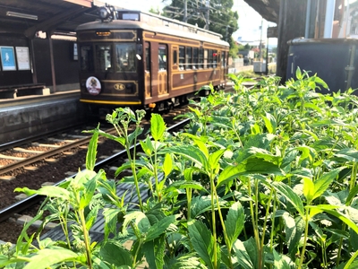 等持院・立命館大学衣笠キャンパス前駅のフジバカマ(9月27日(水)午前の撮影)