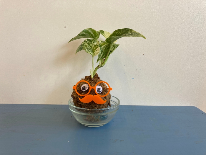 観葉植物芝坊や