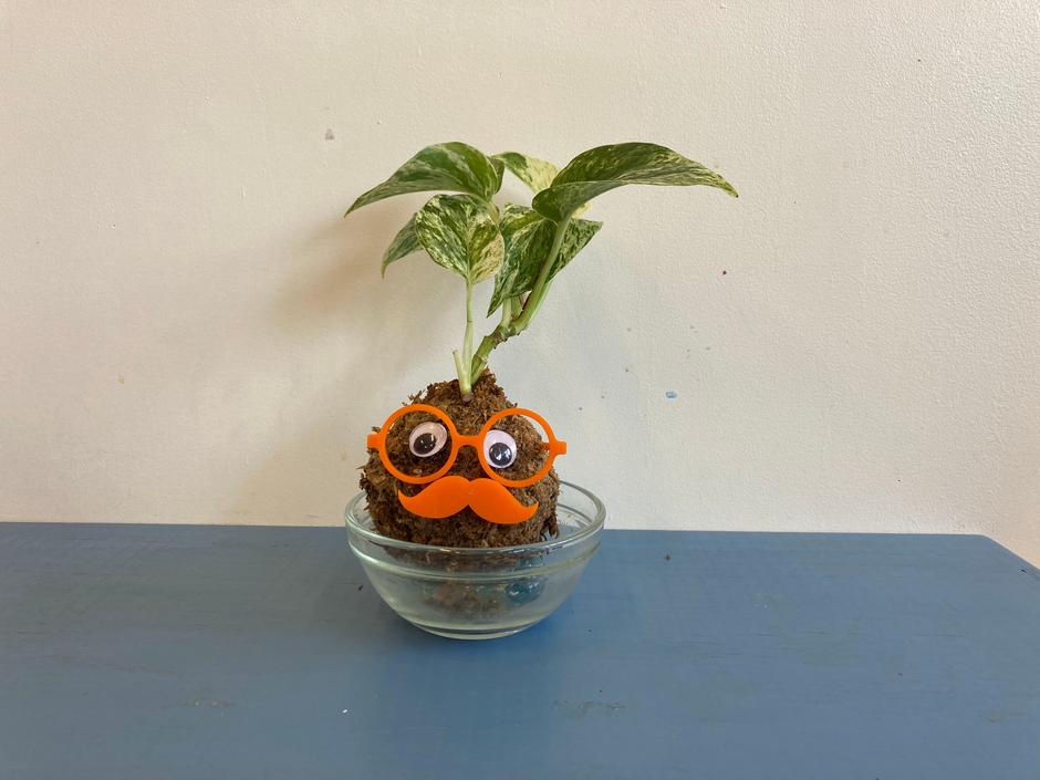 観葉植物芝坊や