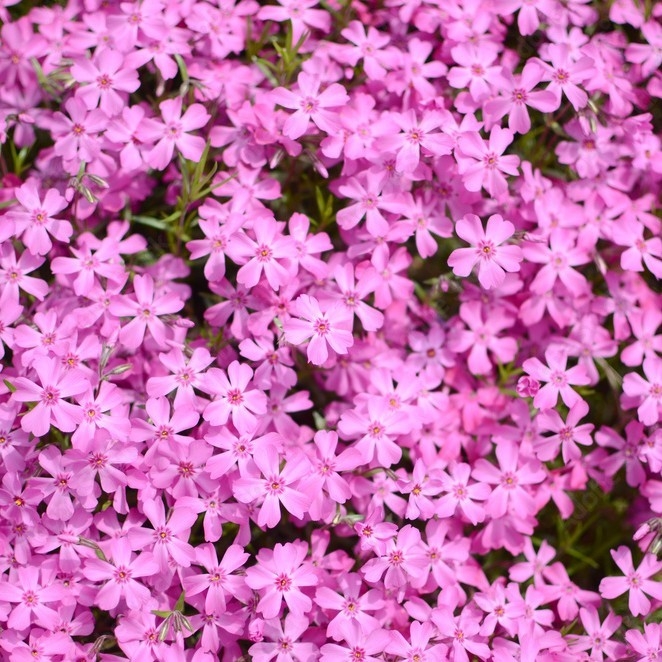 イメージ画像(芝桜)