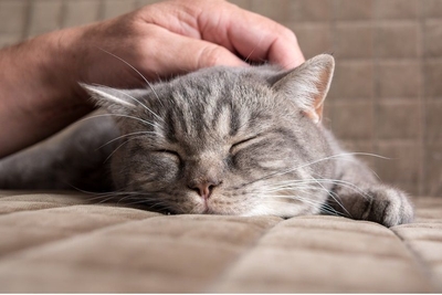 花粉症のリリース 猫