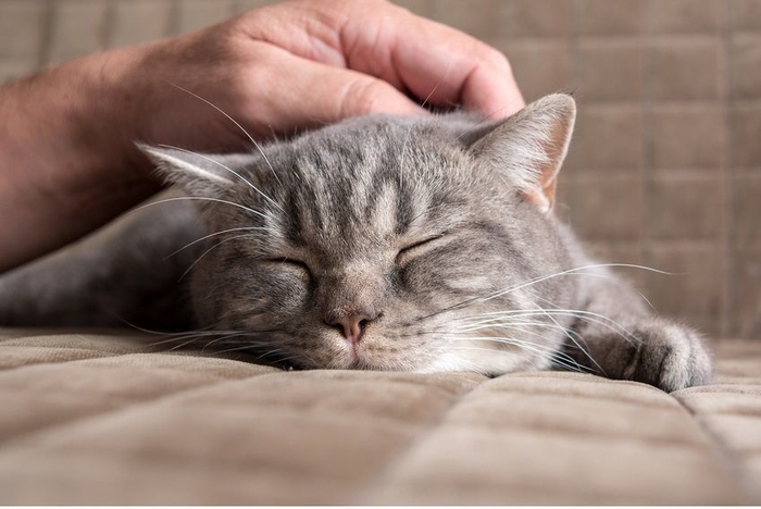 花粉症のリリース　猫