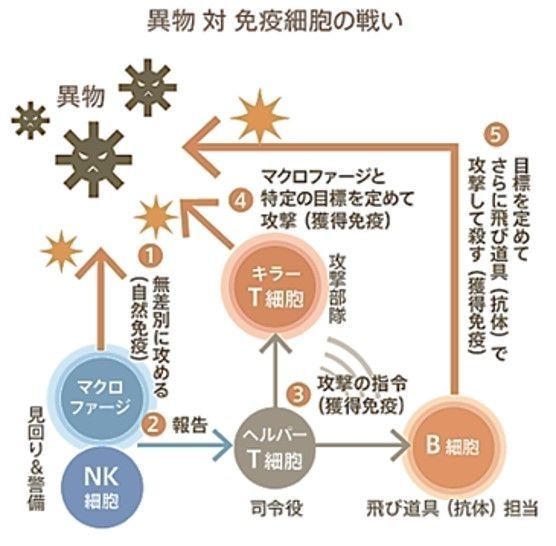 異物が入った時の免疫機能について