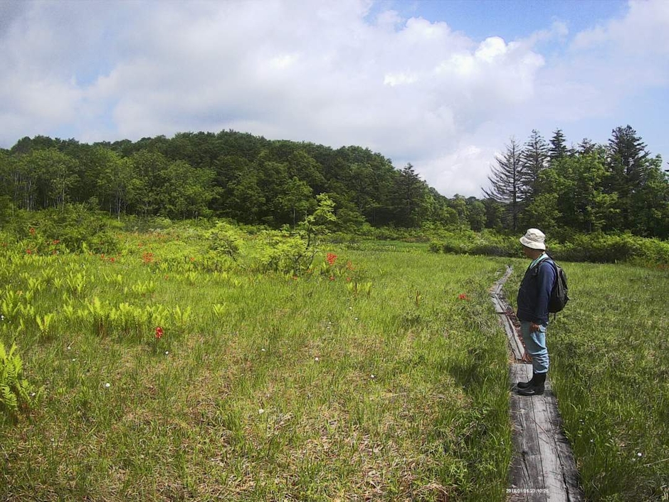 夏～秋の駒止湿原を散策！花の歴史を楽しむ湿原ガイドウォーク。