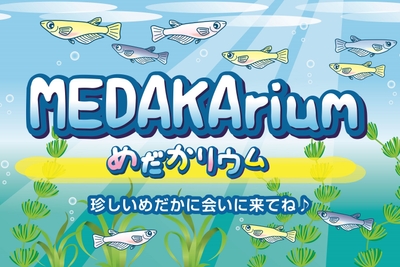 「めだかリウム」今SNSで大人気のメダカもいるよ!