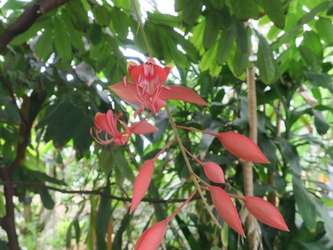 神代植物公園で初!! 大変貴重な「世界一美しい花木」ヨウラクボクが開花！【調布市】