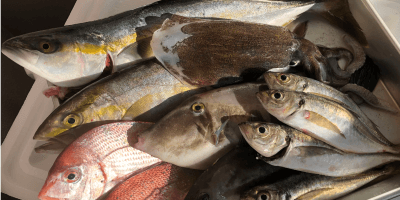 リターン:笠戸産季節の活き〆鮮魚セット