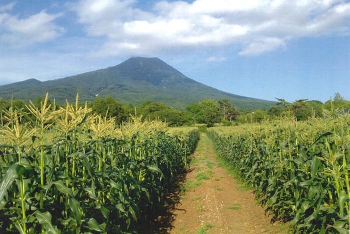 岩木山の標高高いところで「嶽きみ」は育てられます。