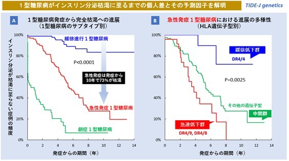 1型糖尿病患者のインスリン枯渇に関わる遺伝子を解明　14年間の経年調査によりインスリン枯渇速度の個人差を確認