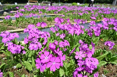 昨年度の浮間ヶ原桜草圃場の様子