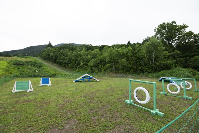 GreenDogArea
