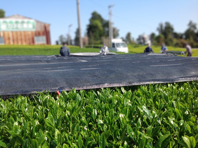 静岡産茶葉茶使用