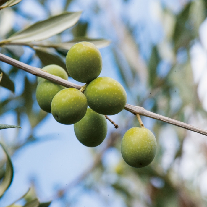 ガルシア 早摘みオリーブの実