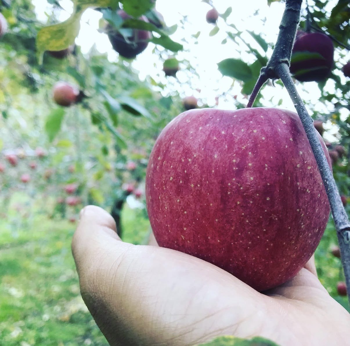 “本物の味”青森県弘前市のりんご/ニンニクを茨城へ。