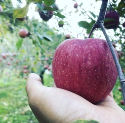 “本物の味”青森県弘前市のりんご/ニンニクを茨城へ。