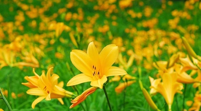 六甲高山植物園 一面に広がる黄色の花畑 約2,000株のニッコウキスゲが見頃です！