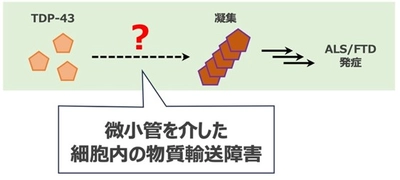 筋萎縮性側索硬化症と前頭側頭型認知症の新たな治療標的の提案へ　タンパク質が異常に凝集するメカニズムを解明