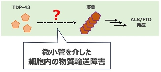 図1)ALS/FTD発症に重要なタンパク質TDP-43の凝集・異常蓄積が、細胞内の物質輸送障害がきっかけとなって引き起こされることを明らかにした。