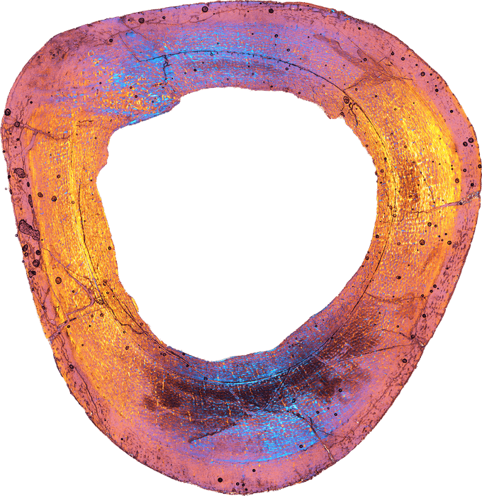 脚の断面写真=研究グループ提供