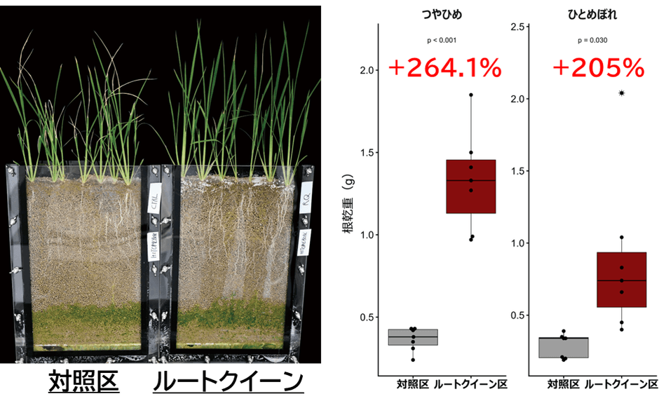 図2:ルートクイーン®は猛暑条件下でも根張りを顕著に促進