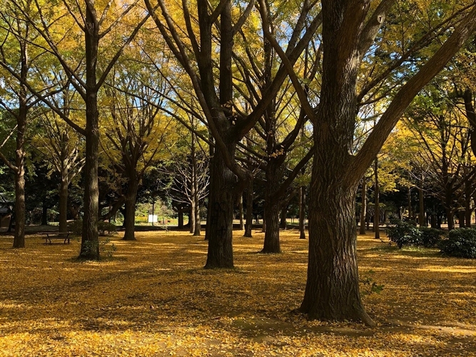 イチョウ並木