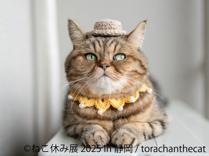 ねこ休み展 展示作品:寅ちゃん