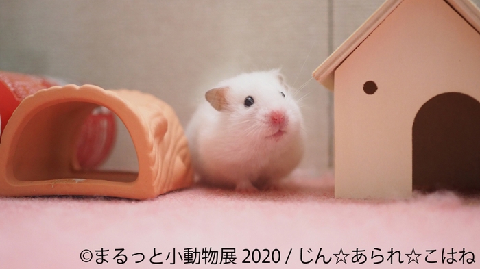 展示作品13