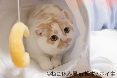 長野初！累計100万人動員の大人気「ねこ休み展」新作展　 4/22～開催！新スター猫登場など“ねこまみれ”の癒し空間