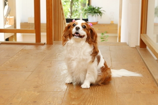 犬のしつけトレーニング専門のDoggy Labo　 2019年11月10日より「犬の終活セミナー」を開催