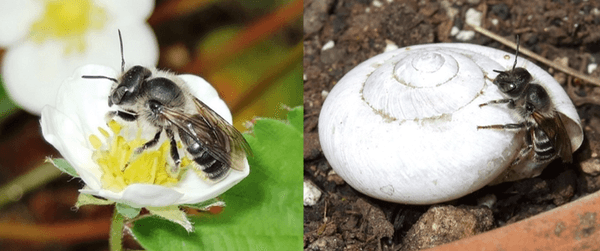 マイマイツツハナバチ（左：イチゴの花に訪花、右：カタツムリの空き殻に巣を作る様子）