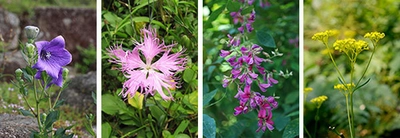 8月8日（木）は立秋 六甲高山植物園では、秋の七草が開花！