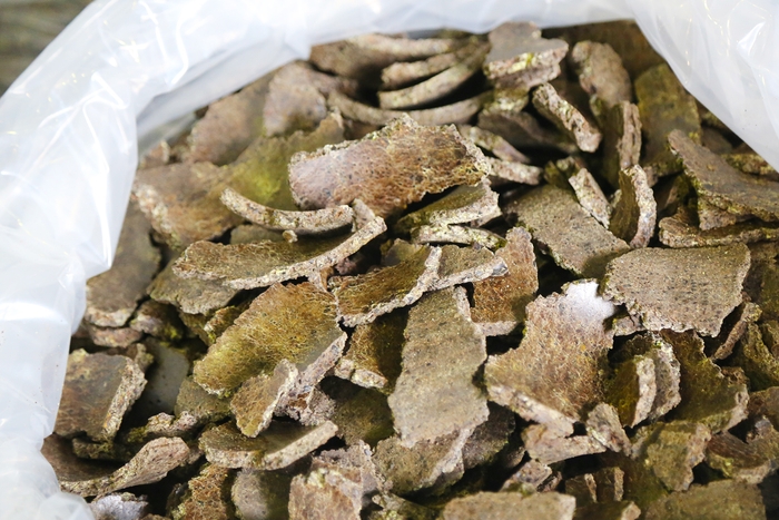 ツバキ種子から油を搾った後の搾りカス