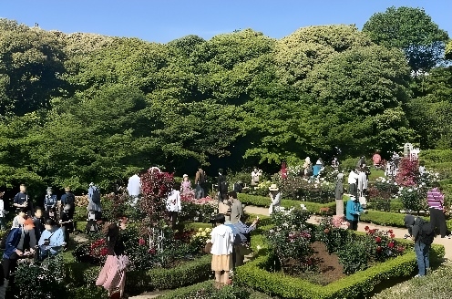 「春バラの早朝開園」昨年の様子