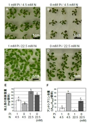 窒素施肥が植物をリン酸欠乏から救うメカニズムを解明 ～オートファジーの活性化が生育に寄与～