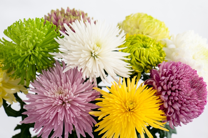 個性的なディスバッドマム 撮影:三浦 希衣子