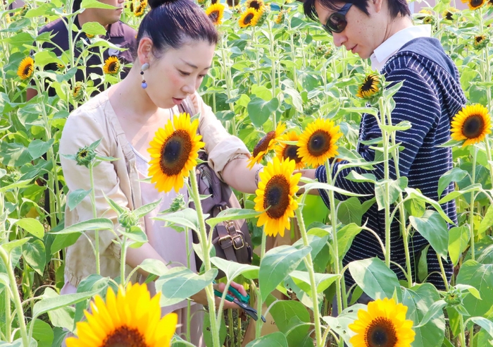 ヒマワリの花摘み体験の様子