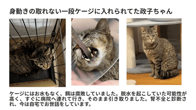 蔵から救った政子ちゃん