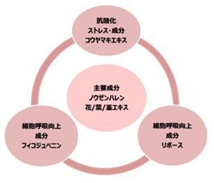 肌呼吸促す成分図