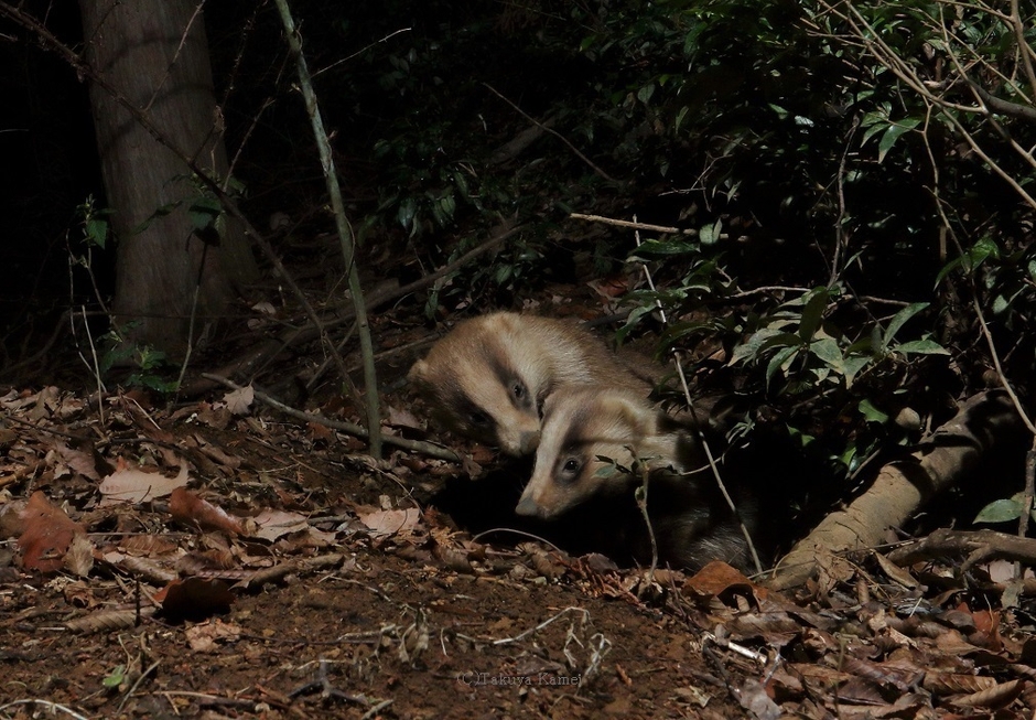 巣穴から顔を出す二頭