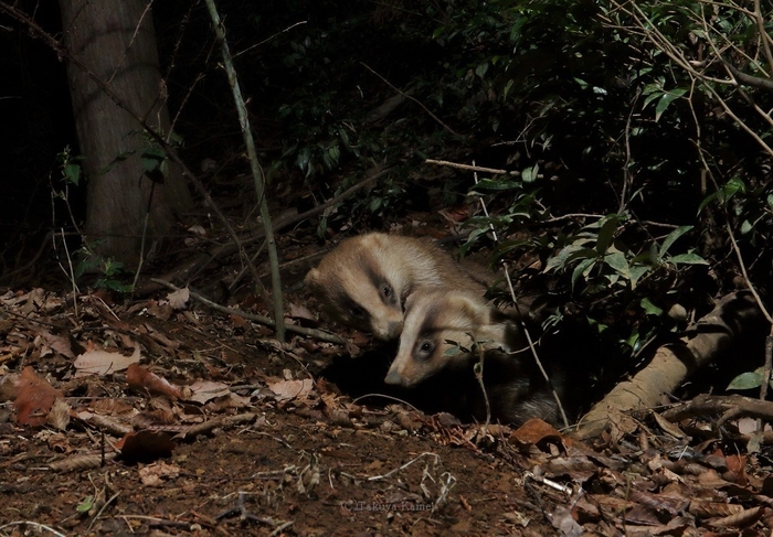 巣穴から顔を出す二頭