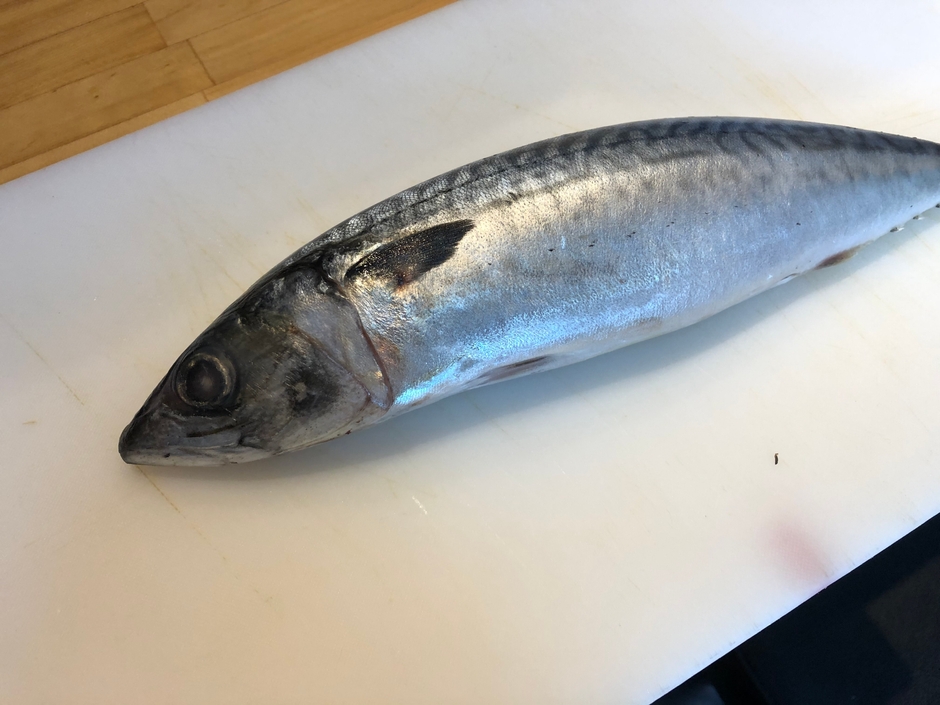 店舗で仕入れたサバ