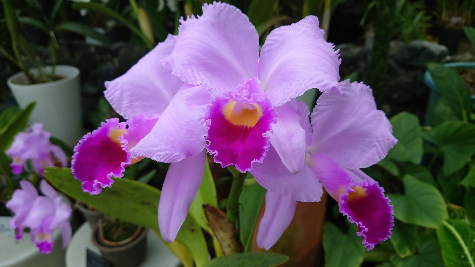 洋ラン(カトレア)