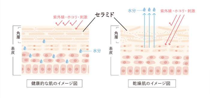 セラミドとは