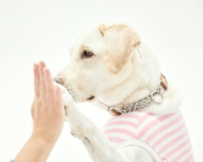 愛犬と遊びながら撮れる自然派写真 7