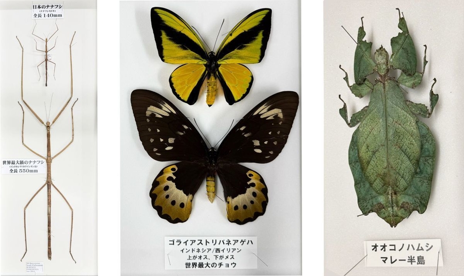 世界最大級のナナフシ(左)とゴライアストリバネアゲハ(中央)、右は葉っぱに擬態するオオコノハムシ