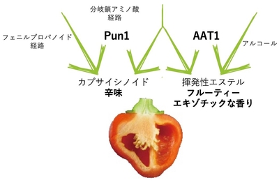 図1 トウガラシ果実における香りと辛味成分の生合成は互いに影響する フェニルプロパノイド経路※7 と分岐鎖アミノ酸経路※8 で生合成された前駆体が、Pun1により縮合されて辛味成分を生成。アルコールと分岐鎖アミノ酸経路で生合成された前駆体が、AAT1により縮合されて芳香性のエステル類が作られる。