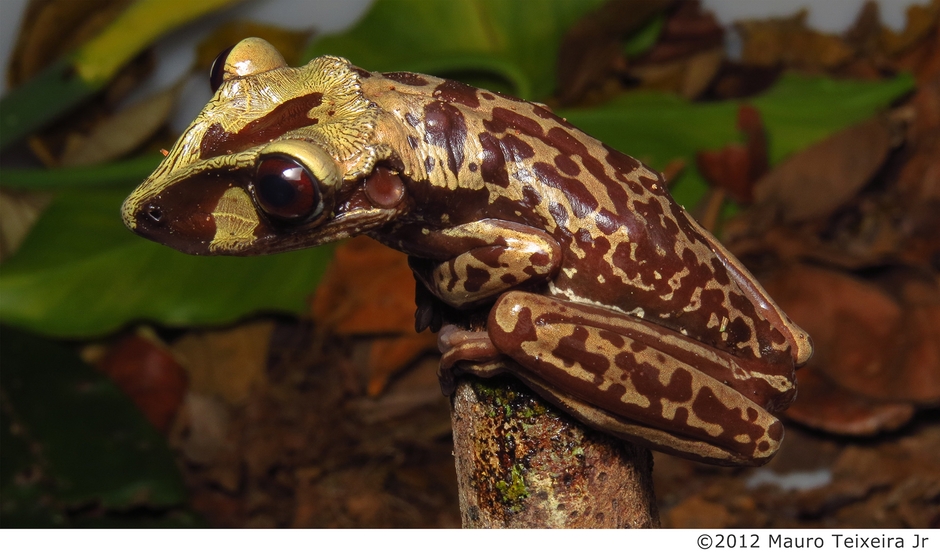  ブルーノイシアタマガエル