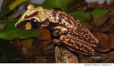  ブルーノイシアタマガエル